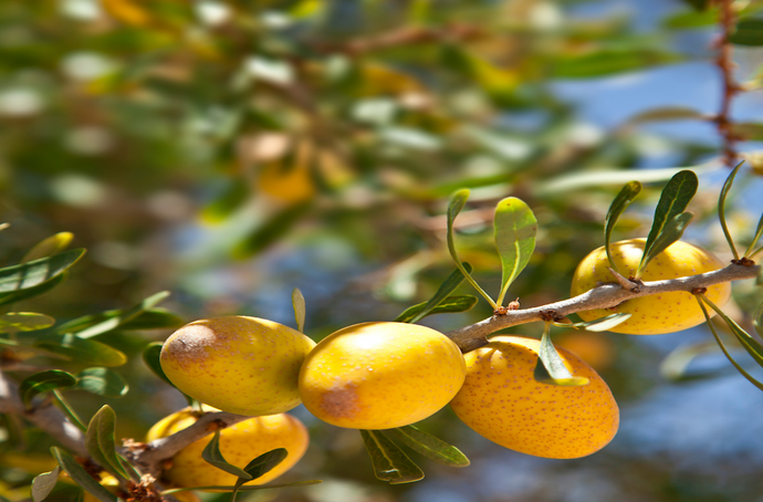 Do You Know Your Argan Oil?