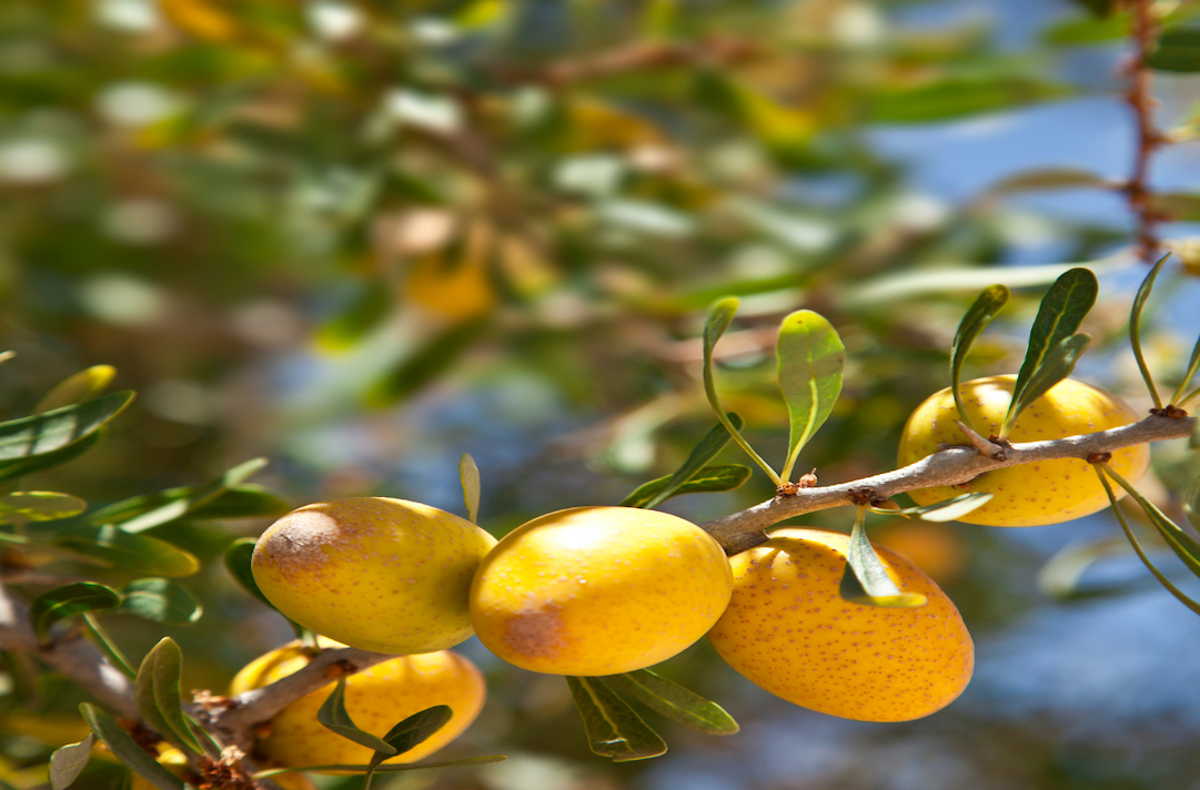 Ripe argan fruit growing on the branch of an argan tree